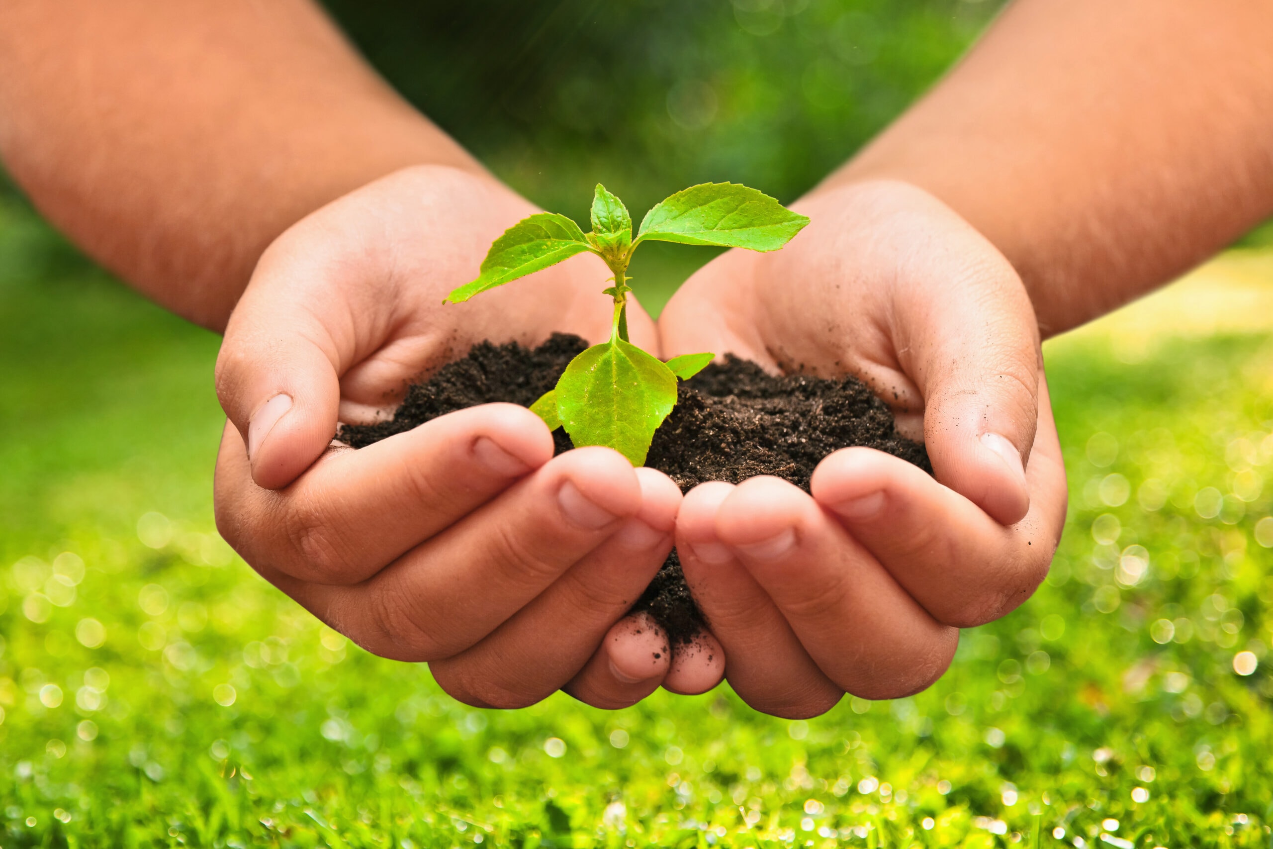 Hands holding a seedling — our commitment to a greener future